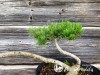 Pušis kalninė subsp. mugo (formuota) (lot. Pinus mugo ) 